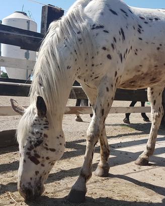 Cavallo Knabstrupper/Appaloosa femmina