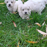 Cuccioli maltese mini toy