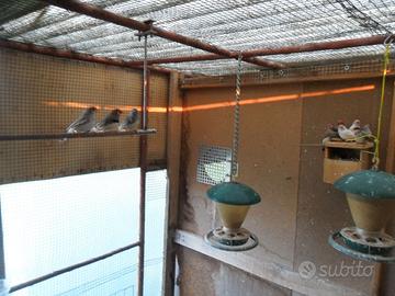 Diamanti mandarini bengalini