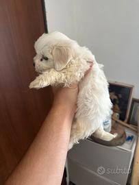 Maltese Toy