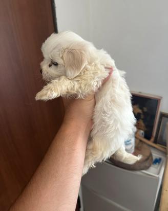 Maltese Toy