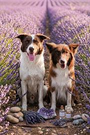 Border collie con Pedigree ENCI