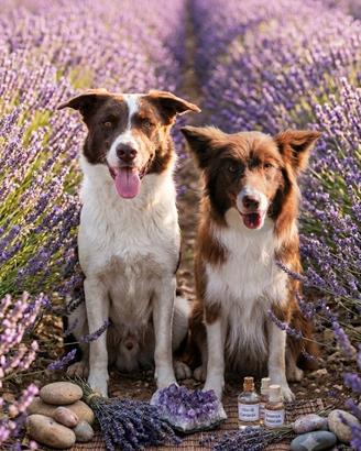 Border collie con Pedigree ENCI