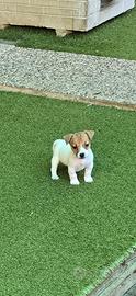 Jack russell zampa corta