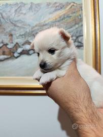 Cuccioli disponibili