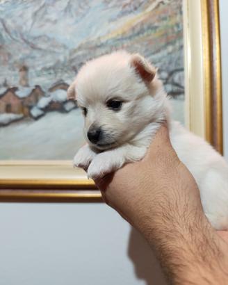 Cuccioli disponibili