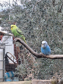 Cocorita e calopsita