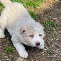 Cuccioli Border collie