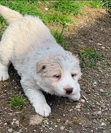 Cuccioli Border collie