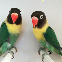 Insep mascherato maschio Yellowface turchese