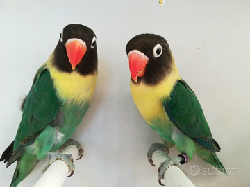 Insep mascherato maschio Yellowface turchese