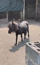 Pony