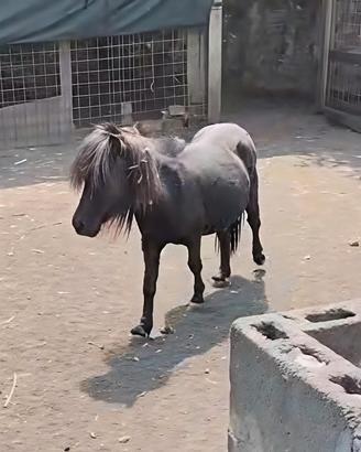 Pony