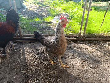 Livorno collo argento Nana