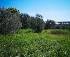 Terreno agricolo