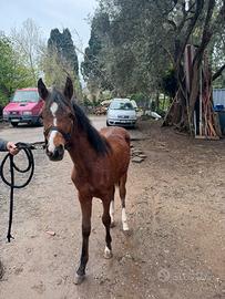 Cavallo arabo