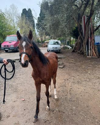 Cavallo arabo