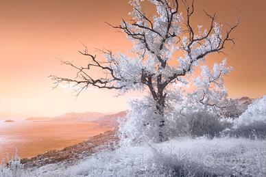 Samsung NX1100 20,3 MP full spectrum IR/UV
