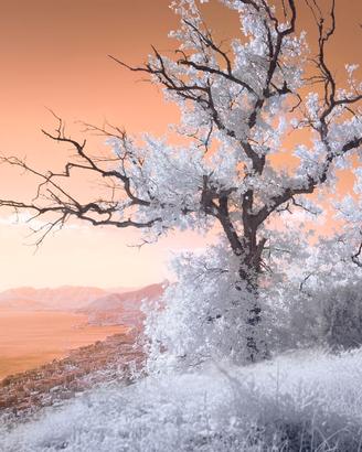 Samsung NX1100 20,3 MP full spectrum IR/UV