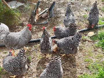 Galline ornamentali amarock