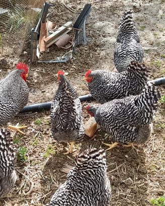 Galline ornamentali amarock