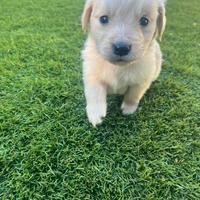 Cuccioli golden retriever con pedigree