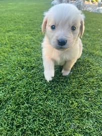 Cuccioli golden retriever con pedigree