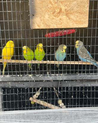 5 cocorite: 1 coppia e 3 maschi