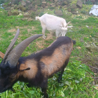 Caprone Maschio disponibili 2
