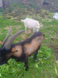 Caprone Maschio disponibili 2