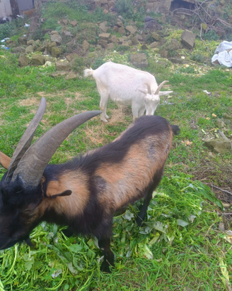 Caprone Maschio disponibili 2