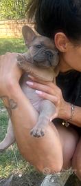 Cuccioli bulldog francese