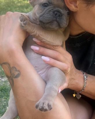 Cuccioli bulldog francese