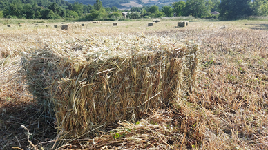 Ballette di fieno primo taglio 2025