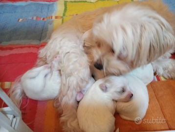 Cuccioli maltese