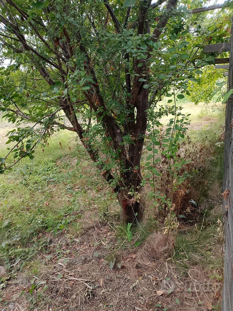 terreno agricolo - Vista 4