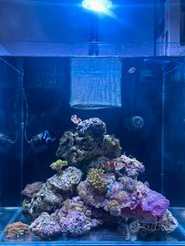 Rocce vive per acquario marino – Circa 15kg