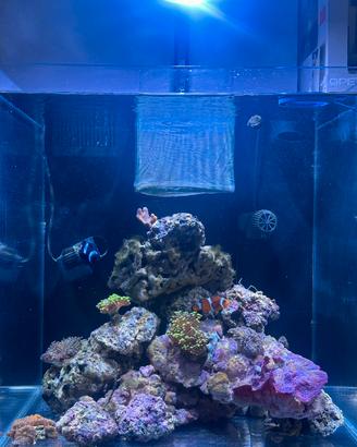 Rocce vive per acquario marino – Circa 15kg