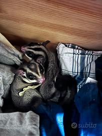 Petauro dello zucchero femmina + voliera