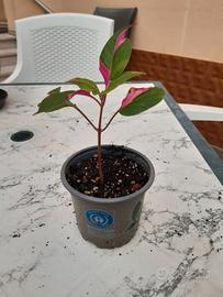 Alternanthera party time