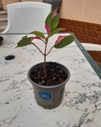 Alternanthera party time