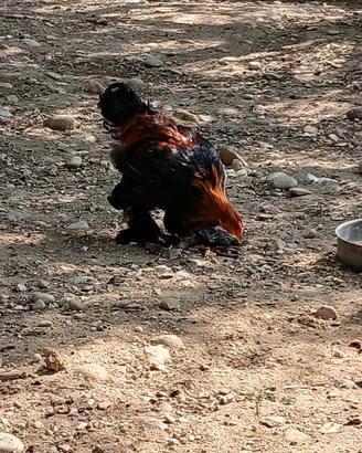 galline per passione