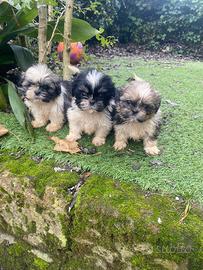 Cuccioli di shitzu