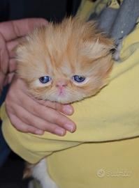 Gatto persiano tabby arancio
