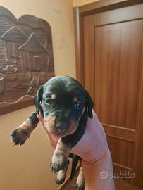 Cuccioli bassotto