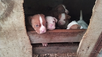 Pitbull cucciola