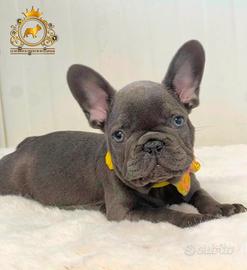 Strepitoso Maschietto Bulldog francese Total Blu