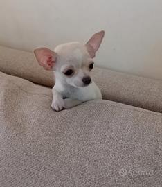 Chihuahua toy