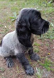 Cuccioli Cocker