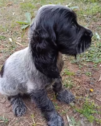 Cuccioli Cocker